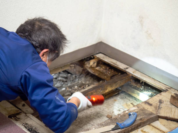 Best White Mold Remediation in Camp Hill, AL