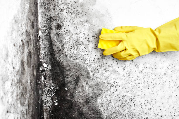 Best Insurance-Related Mold Remediation in Camp Hill, AL