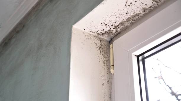 Best Commercial Mold Remediation in Camp Hill, AL