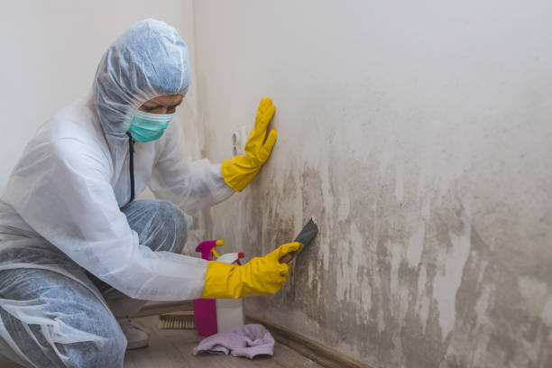 Trusted Camp Hill, AL Mold Remediation Experts