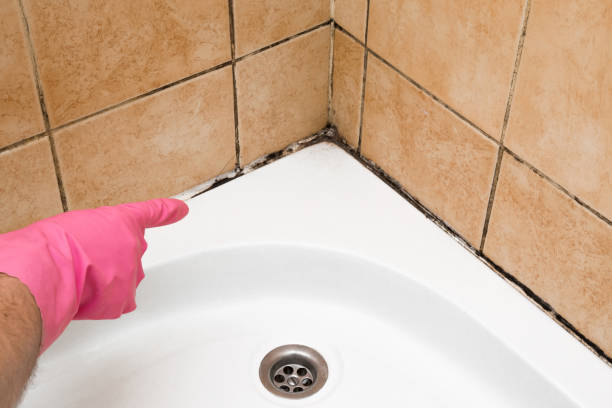 Best Basement Mold Remediation in Camp Hill, AL