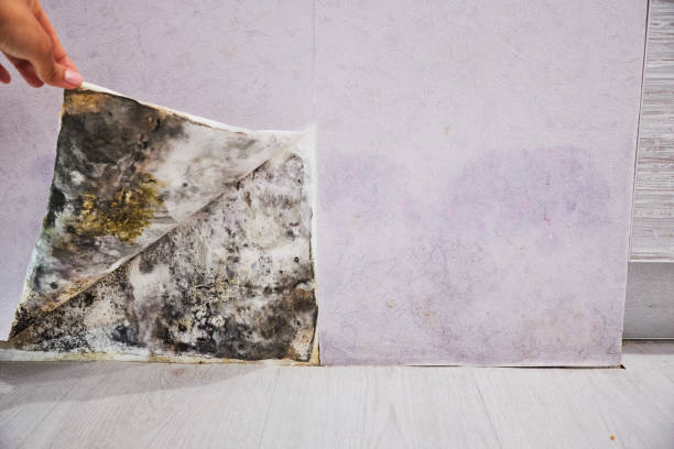 Best Black Mold Remediation in Camp Hill, AL